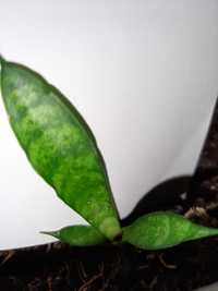 Sansevieria Skayline