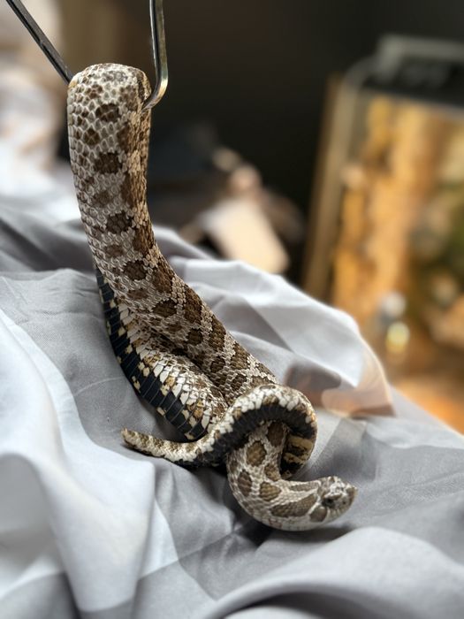 Zamienie na Zbożówkę ew inne gady