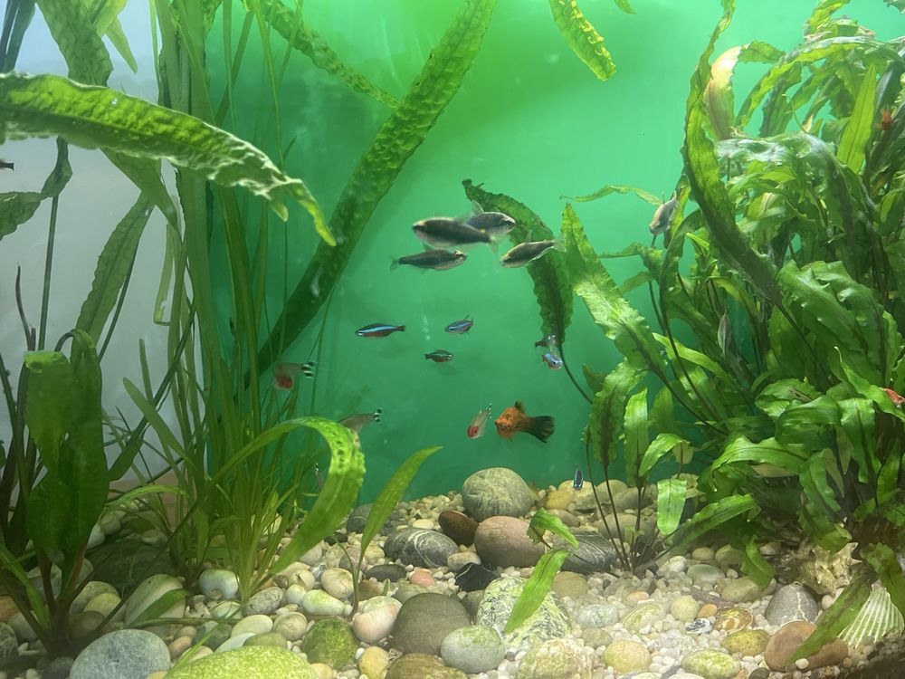 Akwarium 170 l.