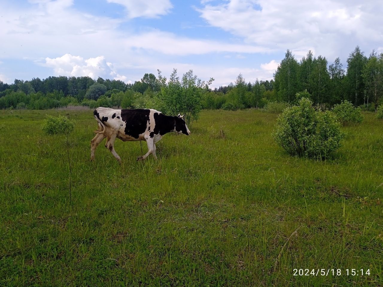 Продаю молочных коров