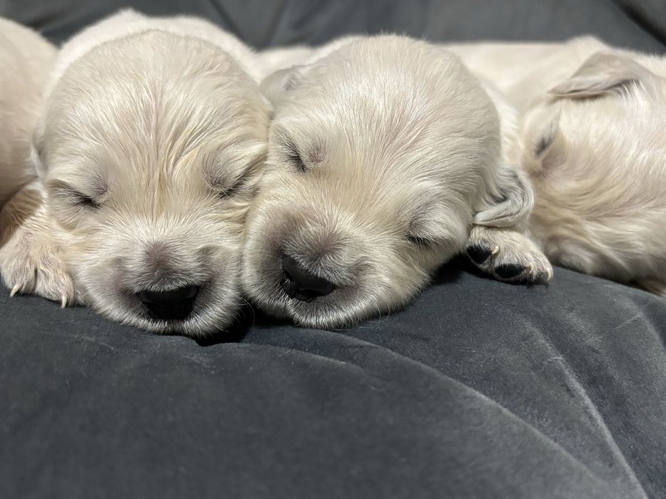 Pies Golden Retriever FCI ZKwP