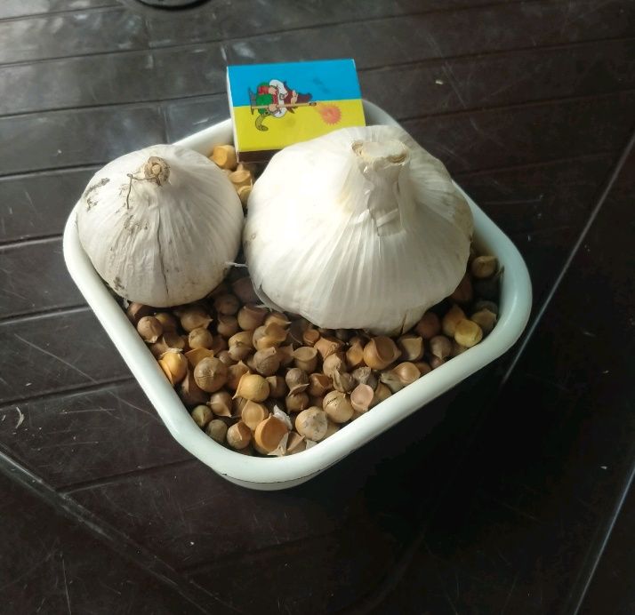 Чеснок Рокамболь : детка, однозубка( крупная и мелкая) и многозубка