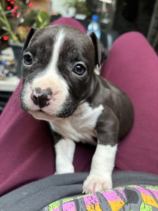 Amstaff szczeniak piesek