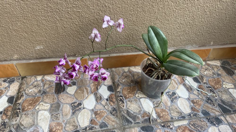 Орхідея пелор мультифлора-400 грн