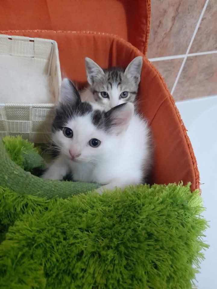 Gatinhos bebes para adoção responsável