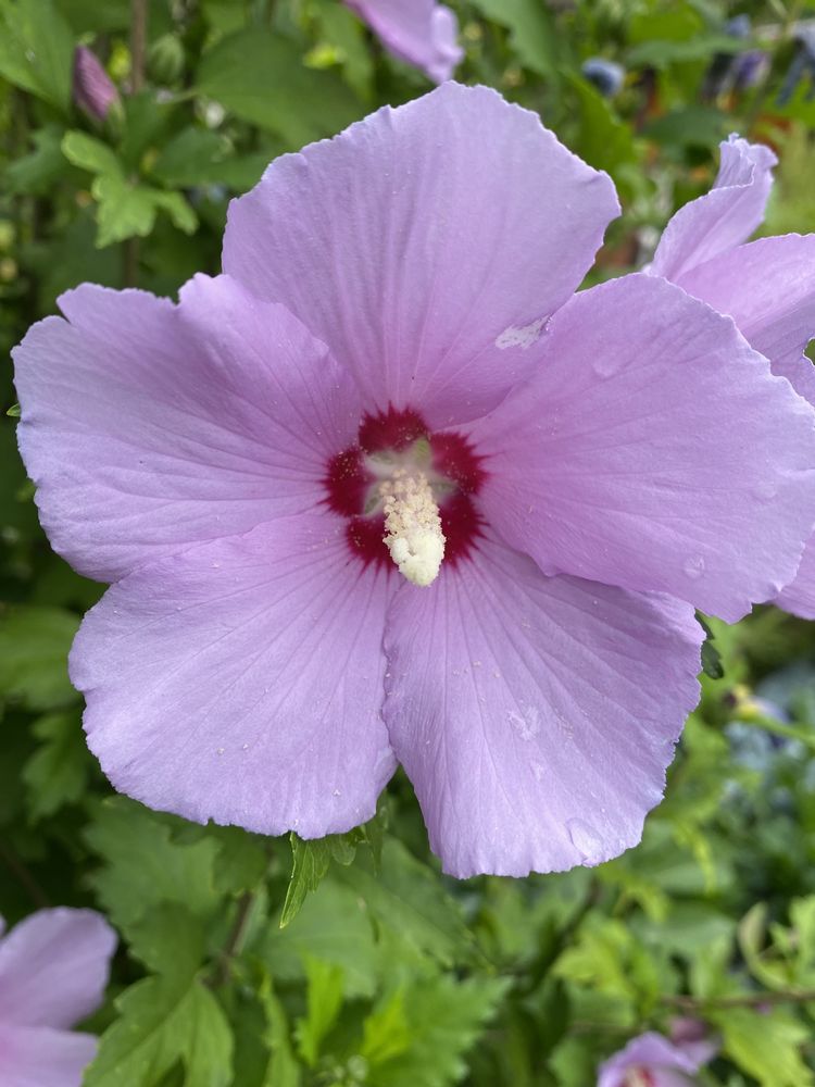 Sadzonki Hibiskus