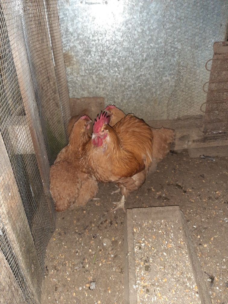 Ovos orpington amarelo para incubação