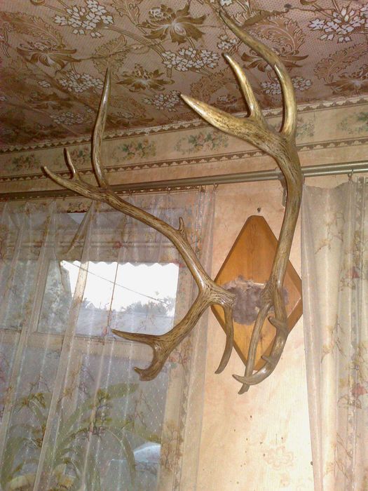 Оленьи рога тундра