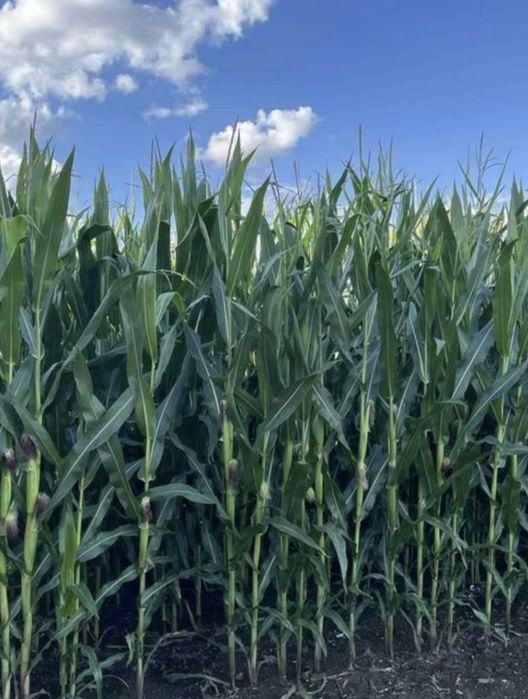 Sprzedam kukurydzę na kiszonkę