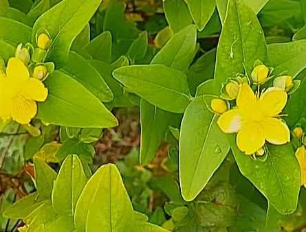 Hipericão do Gerês - Hypericum androsaemum
