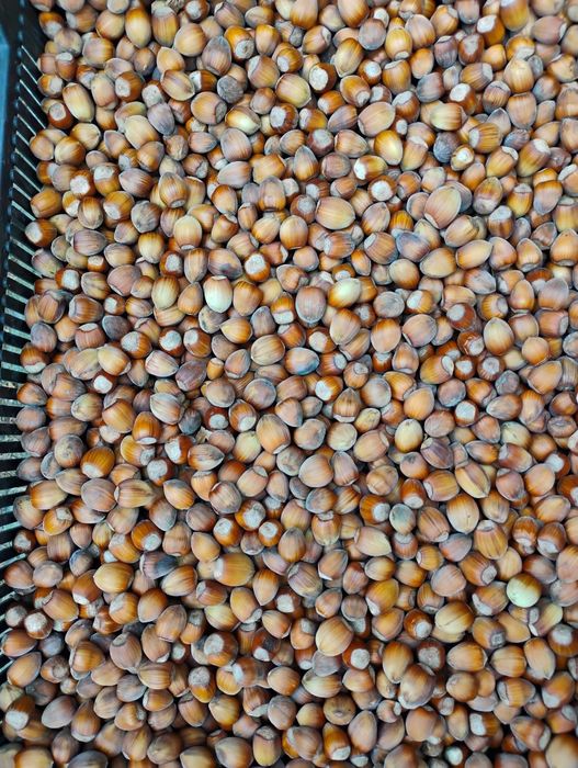 Orzechy laskowe - 10 kg - zbiór 2025