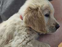 Golden retriever szczeniaczek