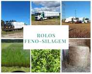 Rolos de feno-silagem