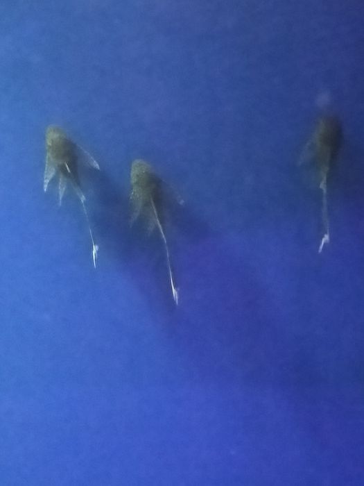 Ancistrus weloniasty czarny