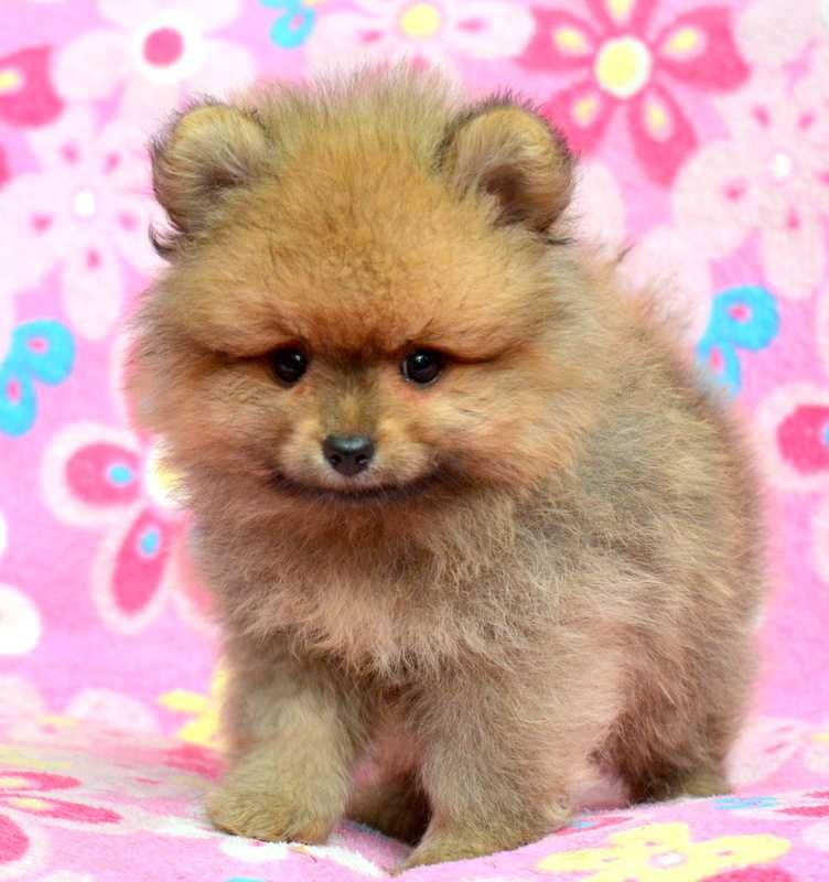 Szpic Miniaturowy Pomeranian Codi śliczny piesek ZKwP FCI rodowód