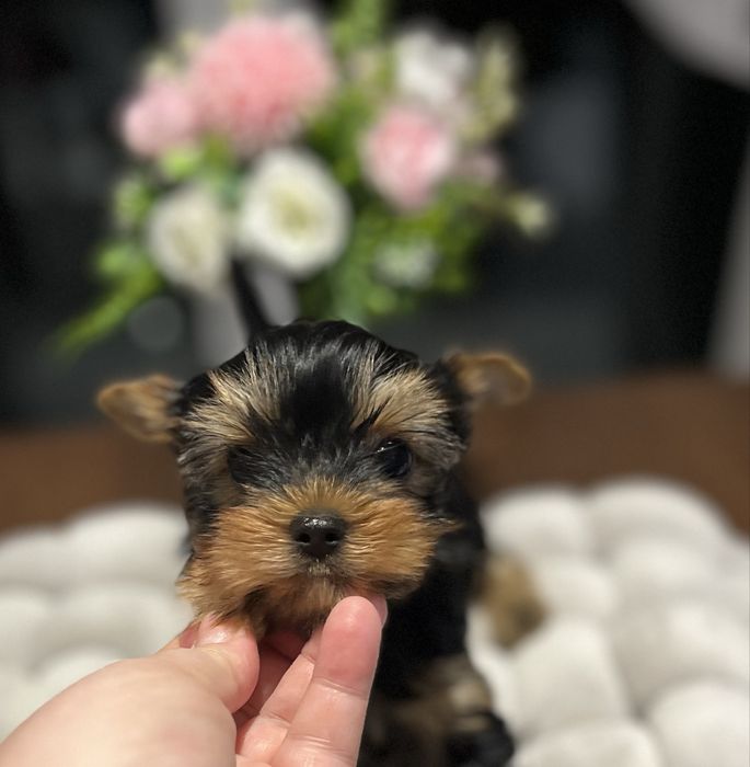 Yorkshire terrier zkwp FCI piesek