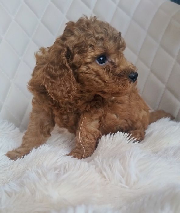 Pudel Toy - Przepiękny Piesek Red Brown - Wkrótce Do Odbioru!