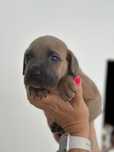 Cane Corso Italiano