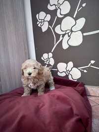 Szczeniak maltipoo rodowodowy