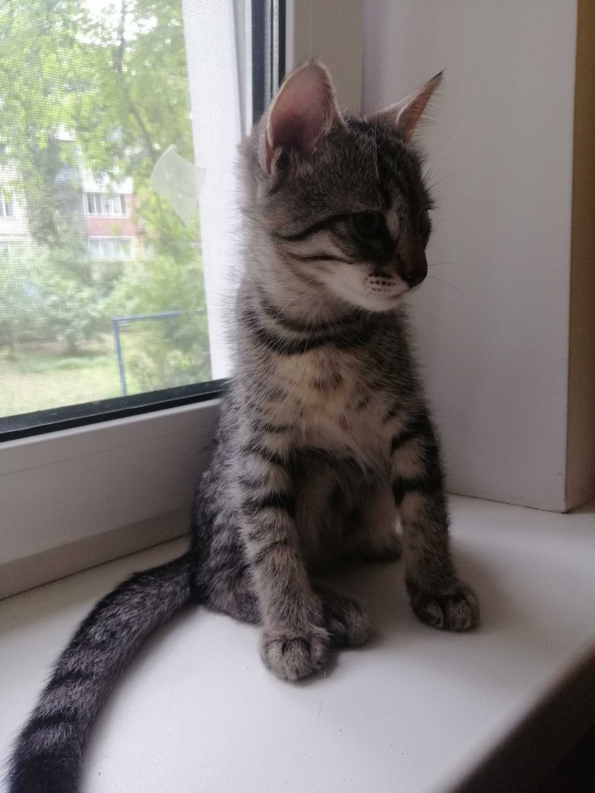 Отдам котенка в добрые руки
