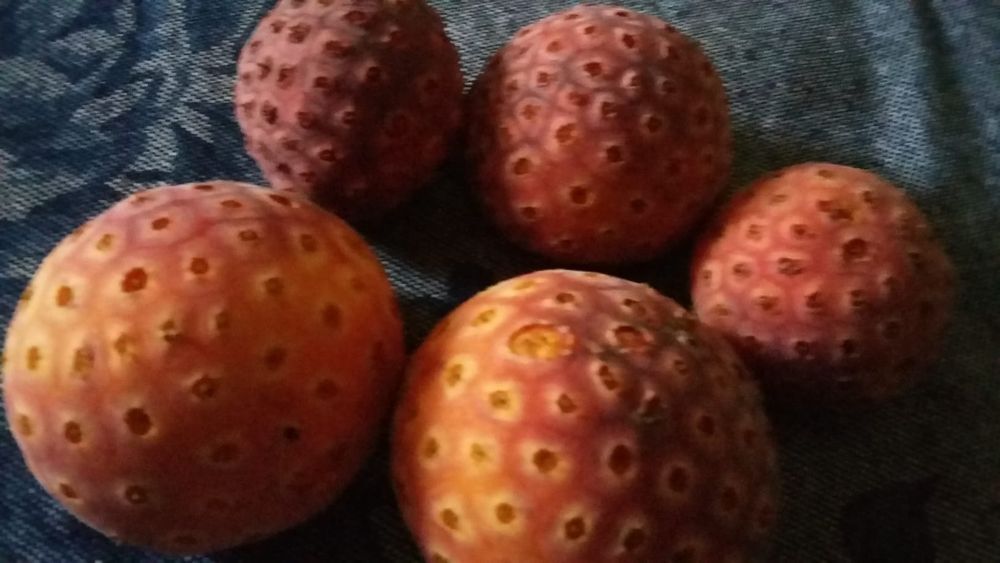 Arvore Cornus capitata  "Árvore-de-morangos-do-Himalaia"