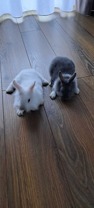 Sprzedam 2 króliki miniaturki