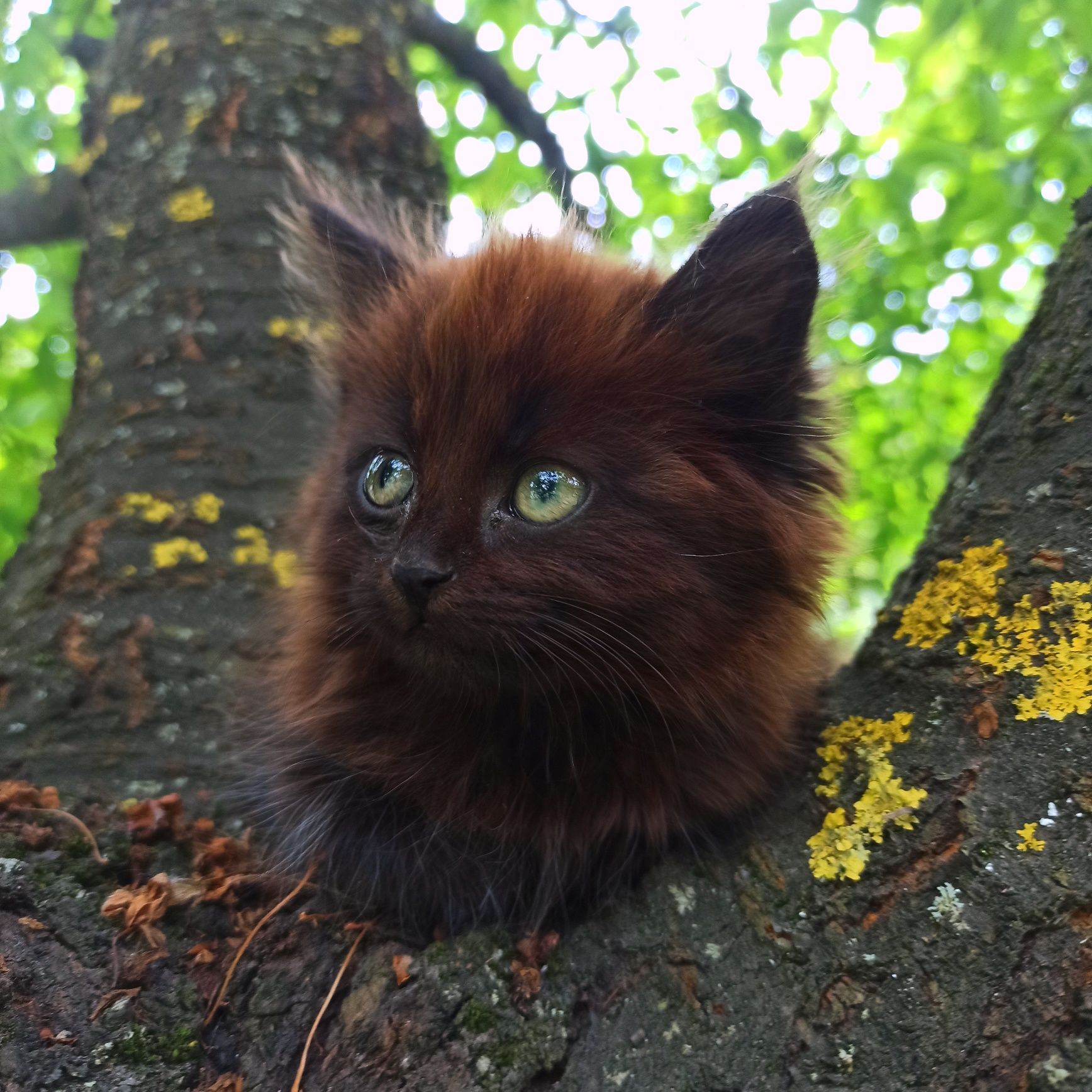 Котик в добрі руки, дівчинка