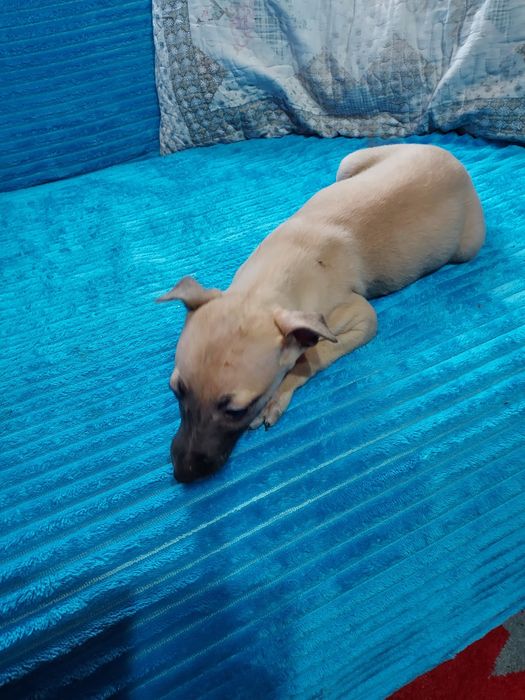 Chart Angielski Whippet suczka