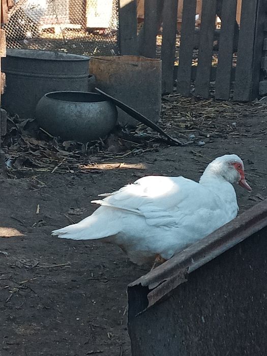 Продам качки шипуни