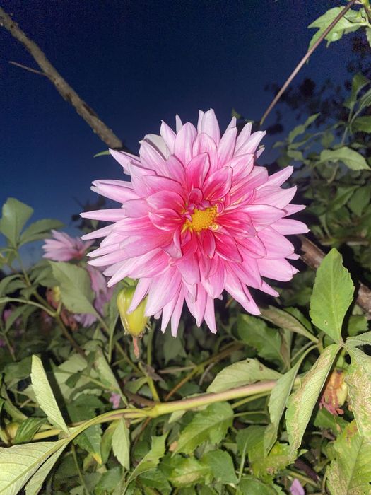 Продаж квітів