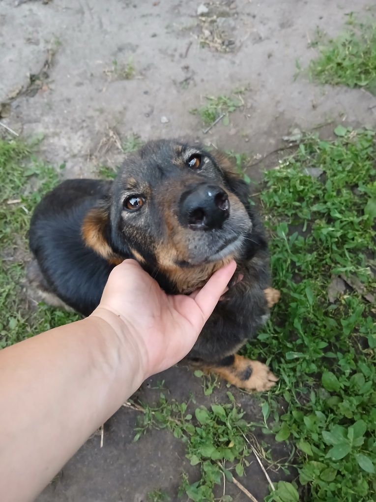Відділ у добрі руки цуценят