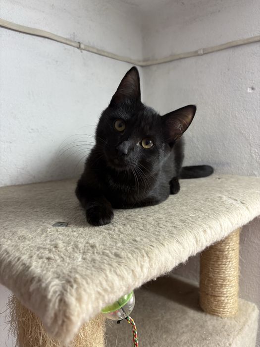 Piękny czarnulek do oddania za darmo