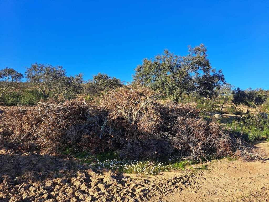 Resíduos florestais ( pinho e azinheira)