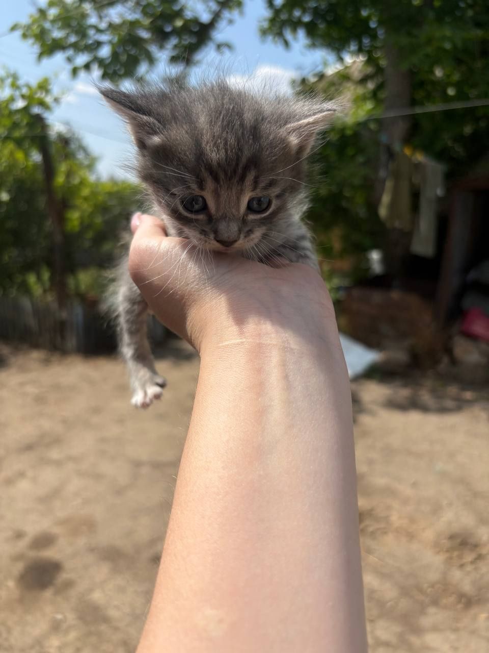Бесплатно котята