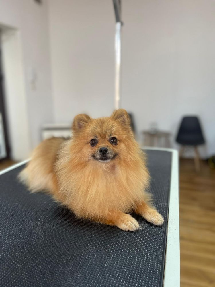Pomeranian Szpic Miniaturowy