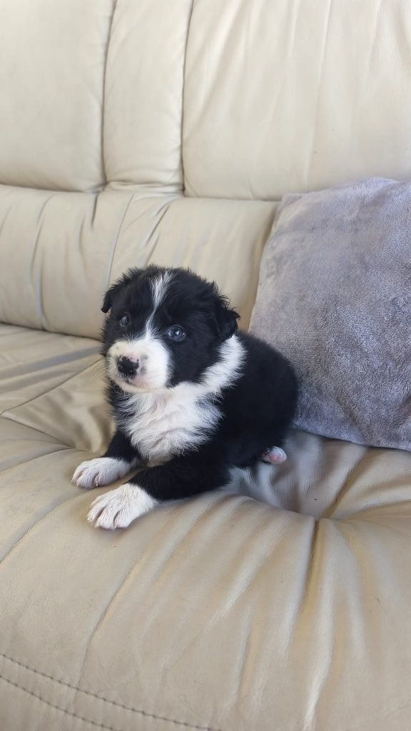 Border Collie macho
