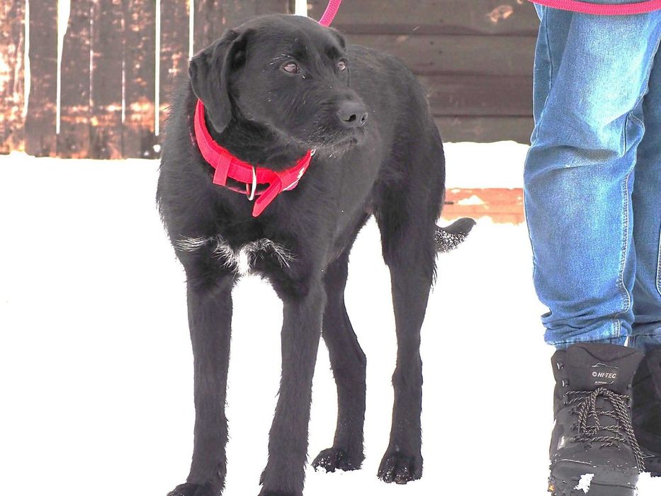 Dolar - pies na medal!  Dom na już potrzebny!!!
