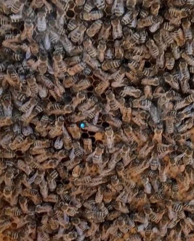 Matki pszczele unasiennione