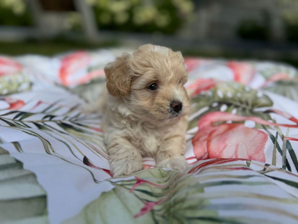 Maltipoo - suczka ;)