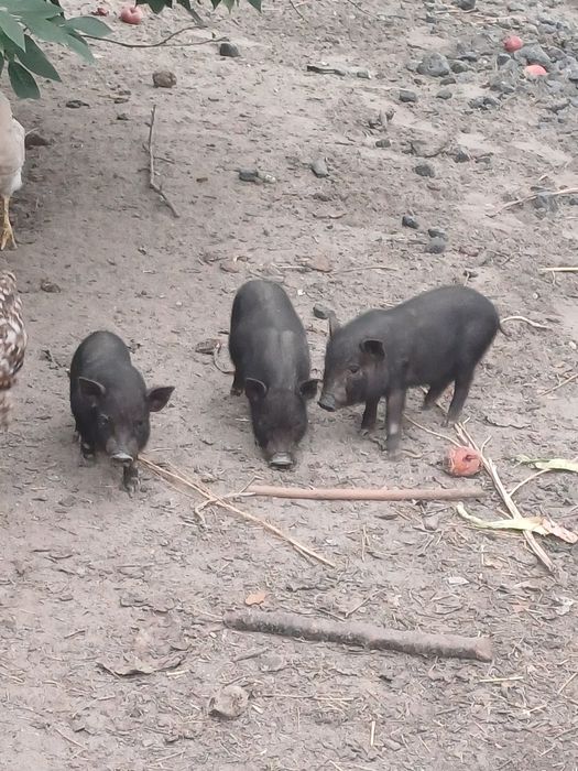 Świnie świnki wietnamskie świnka wietnamska