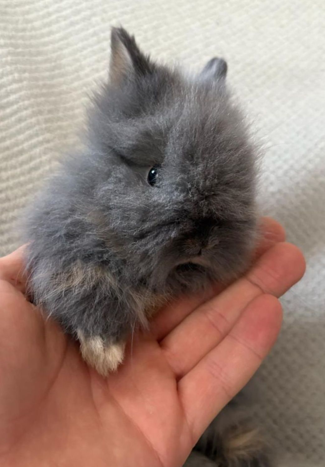 Królik mini Lop, karzełki tedi długowłose