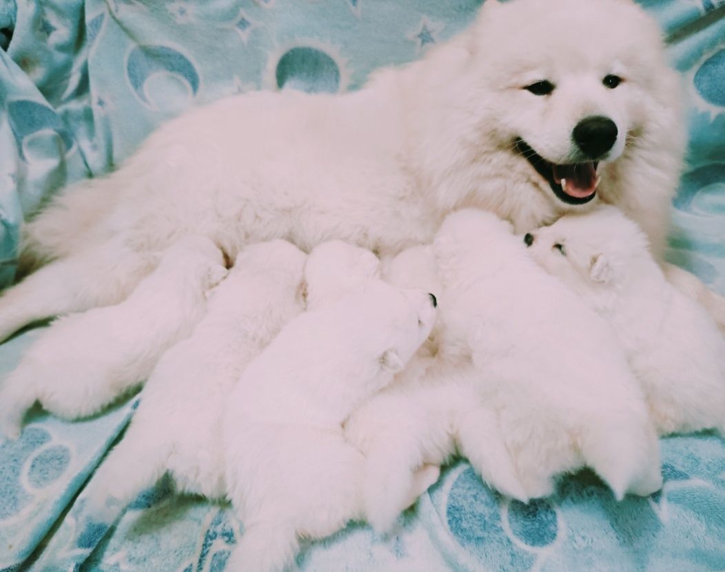Szczeniaczek Samoyed  piesek gotowy do odbioru