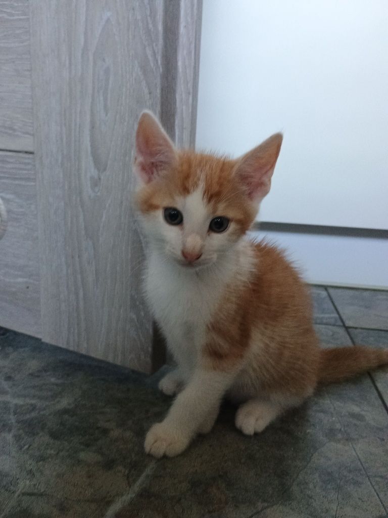 Oddam pięknego kocurka