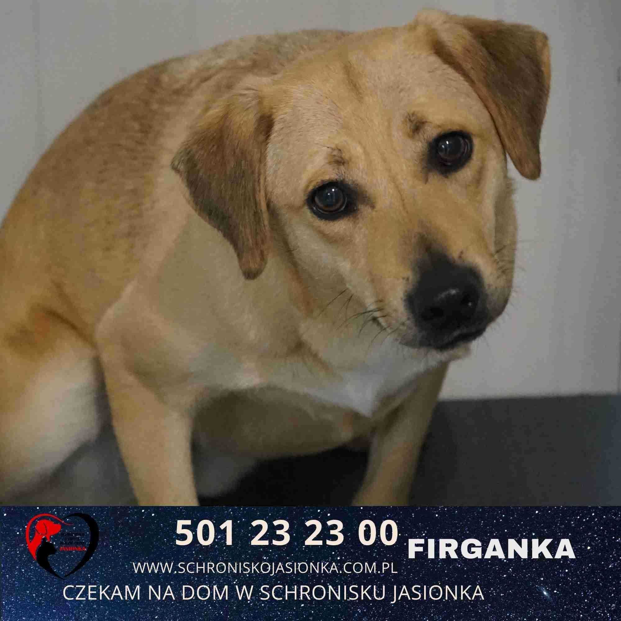 Figranka-do adopcji