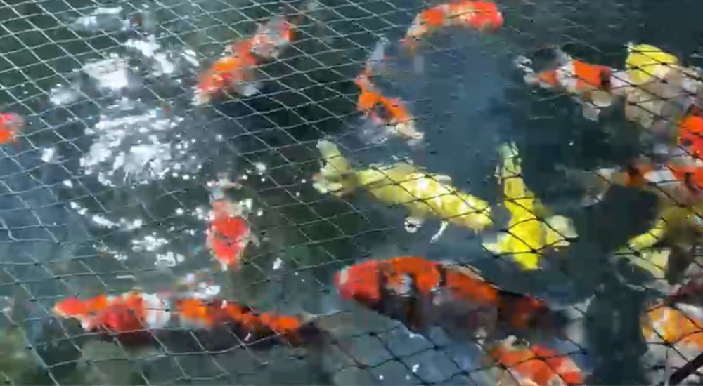 Karp Koi - selekt Japonia