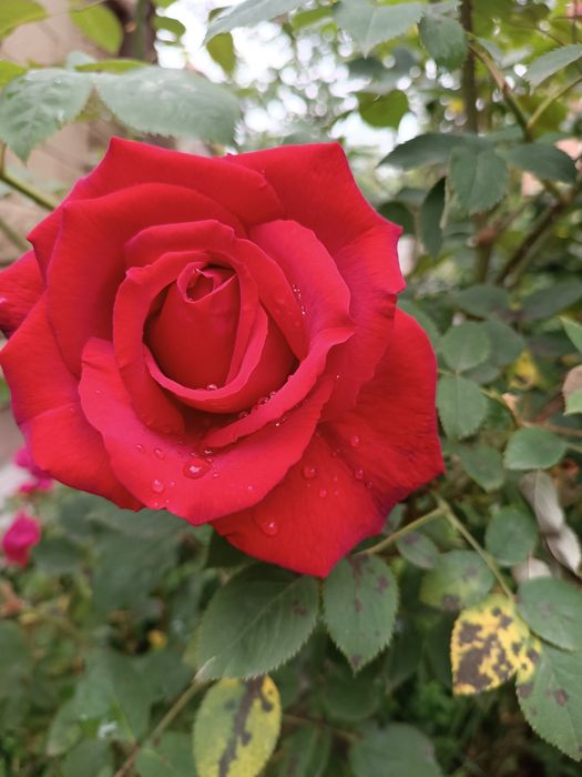 Продам кусты  роз .