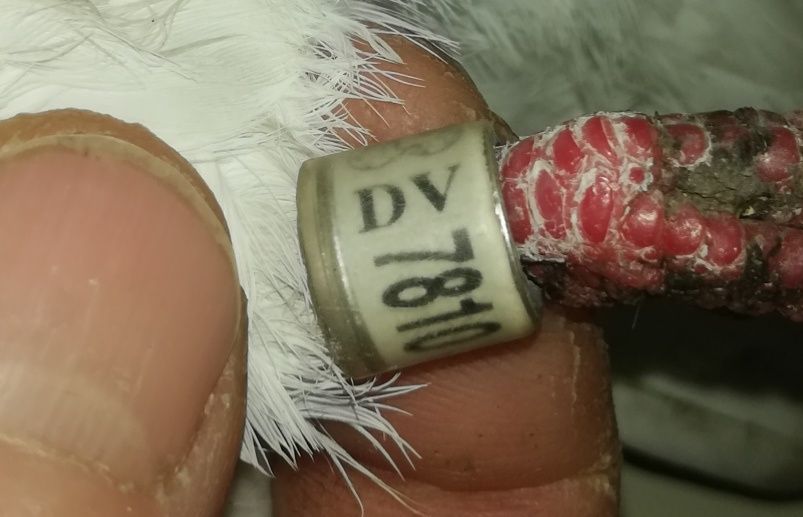 Gołąb ozdobny rasowy