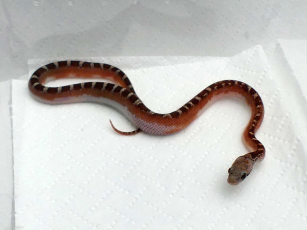 Wąż zbożowy Bloodred Pied Sided het hypo ph. 66% anery Zbożówka samica