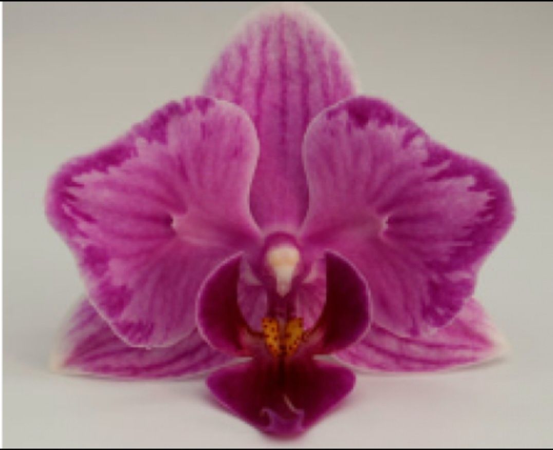 Орхидея бабочка EGGPLANT МЕТЕЛИК, подросток
