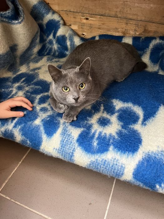 Кошечка стерилизована привита